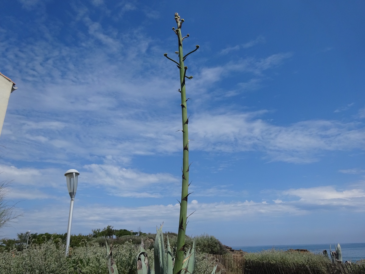 Agave americana (Asparagaceae)